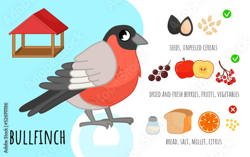 Vector poster how to feed a city ​​birds. List of allowed products. Cartoon illustration of a cute bullfinch.
