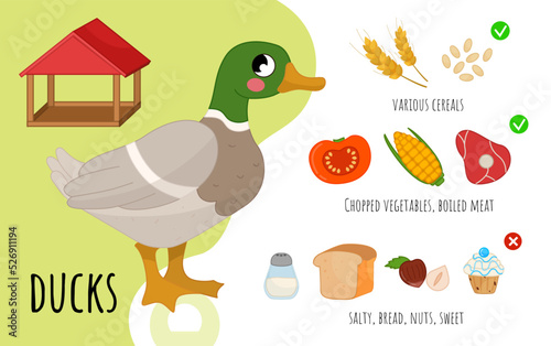 Vector poster how to feed a city ​​birds. List of allowed products. Cartoon illustration of a cute duck.
