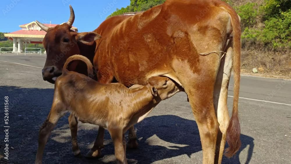 Cow Feeding Milk To Calf 4K. Calf feeding milk from her mother and