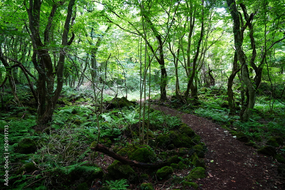 Fototapeta premium dense summer forest and path in the refreshing sunlight