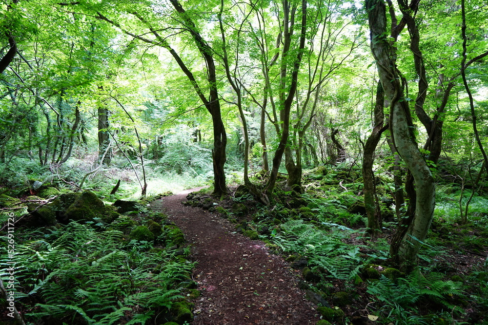dense summer forest and path in the refreshing sunlight dense summer forest and path in the refreshing sunlight