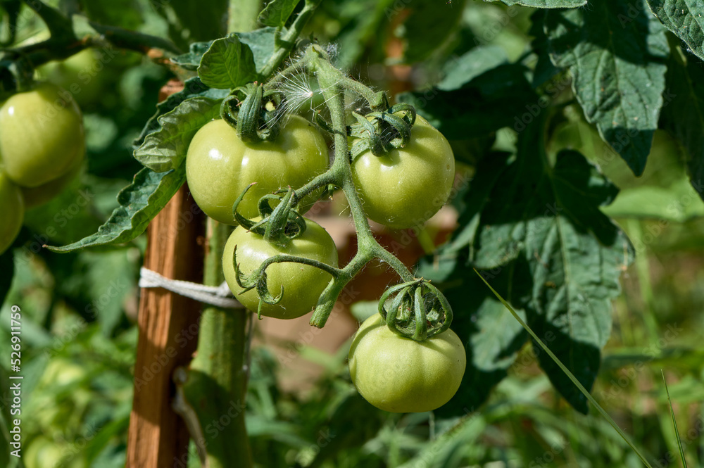 green tomatoes hanging on a branch