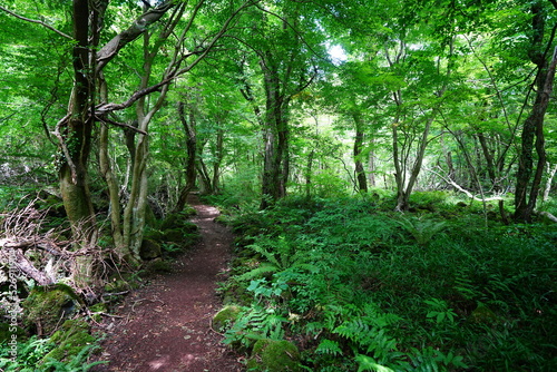 refreshing path through old trees and fern
