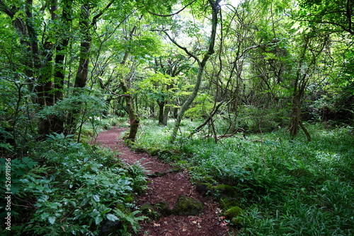 fresh green forest and path in summer