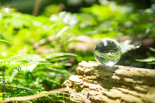 苔と水晶玉