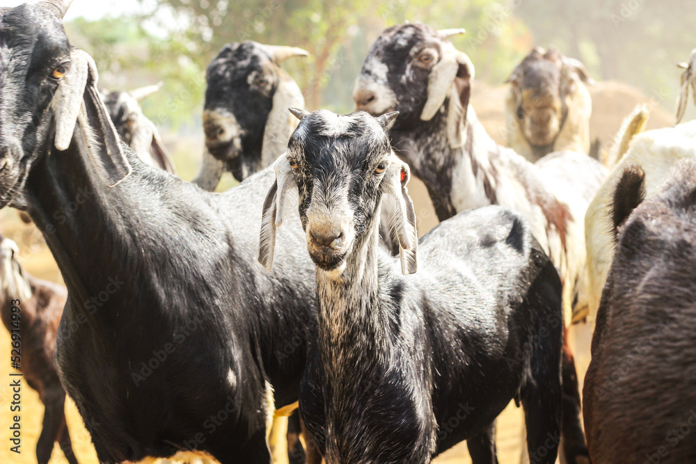 Fototapeta premium group of Indian Goats in village Haryana, India. Black and white color got. Close-up shot of Goats