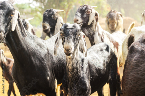 group of Indian Goats in village Haryana, India. Black and white color got. Close-up shot of Goats