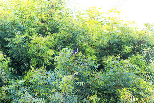 Tree Neem Azadirachta indica. squirrel on neem tree.