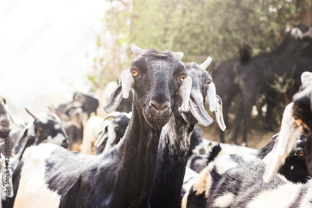 Obraz premium group of Indian Goats in village Haryana, India. Black and white color got. Close-up shot of Goats