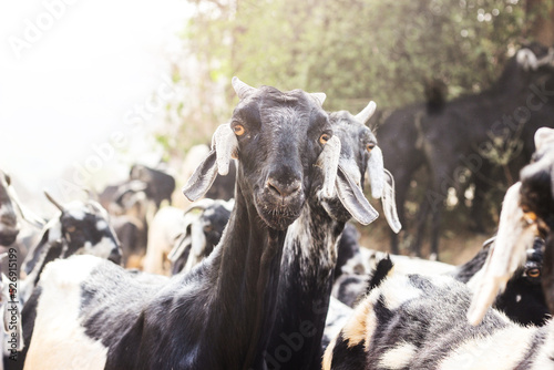 group of Indian Goats in village Haryana, India. Black and white color got. Close-up shot of Goats