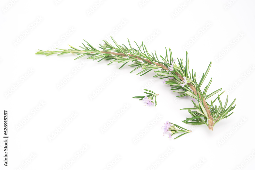 Fresh rosemary sprig flowering isolated on white background. Fresh rosemary sprig flowering isolated on white background.