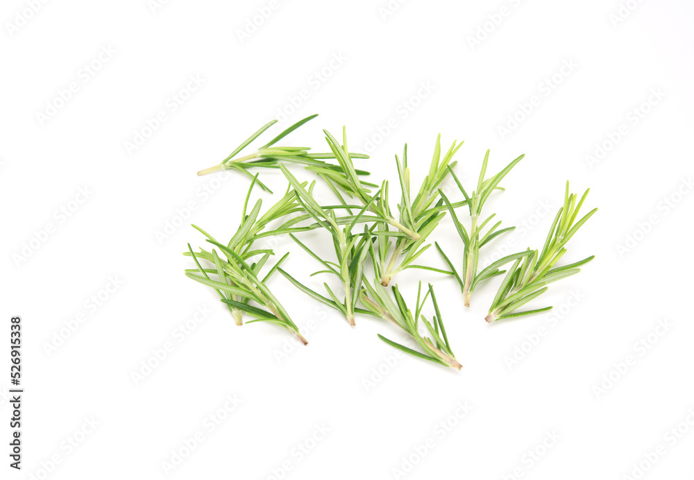 Fresh rosemary sprig isolated on white background. Fresh rosemary sprig isolated on white background.