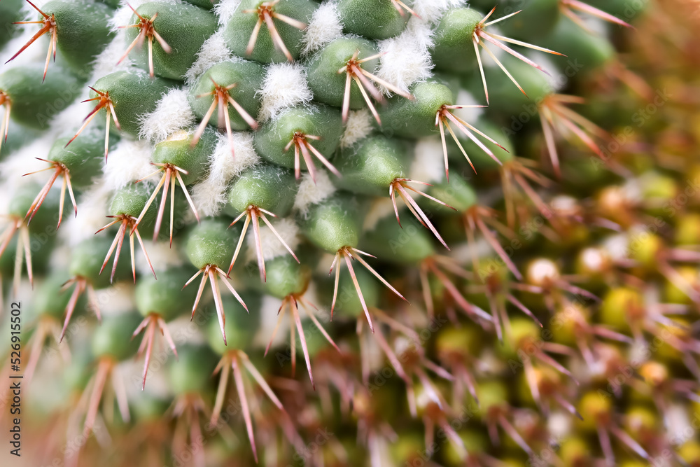 Close up view of exotic desert cactus plant. Close up view of exotic desert cactus plant.
