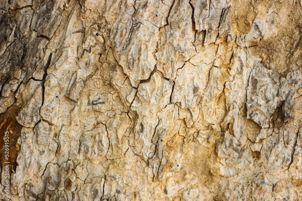 Close-up shot of Peepal tree Sacred fig. Ficus religiosa or sacred fig. Close-up shot of Peepal tree Sacred fig. Ficus religiosa or sacred fig.