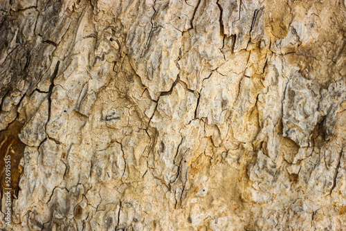 Close-up shot of Peepal tree Sacred fig. Ficus religiosa or sacred fig.