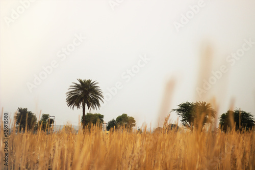 Close-up shot of Peepal tree Sacred fig. Ficus religiosa or sacred fig.