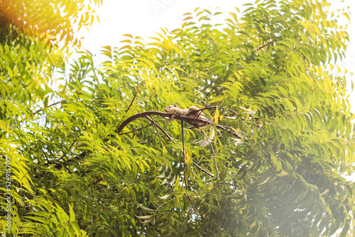 Tree Neem Azadirachta Indica.