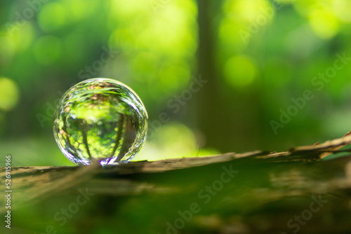 苔と水晶玉