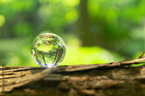 苔と水晶玉