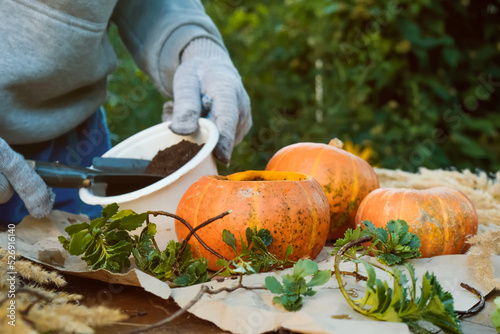 DIY pumpkin succulent planter for Thanksgiving day decor. photo