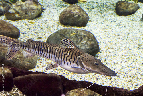 Pseudoplatystoma tigrovaya, a tiger catfish at the bottom of a reservoir among rocks