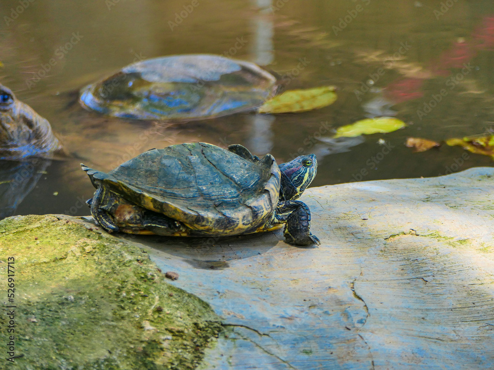 Fototapeta premium Crocodiles image stock photo on the pool.