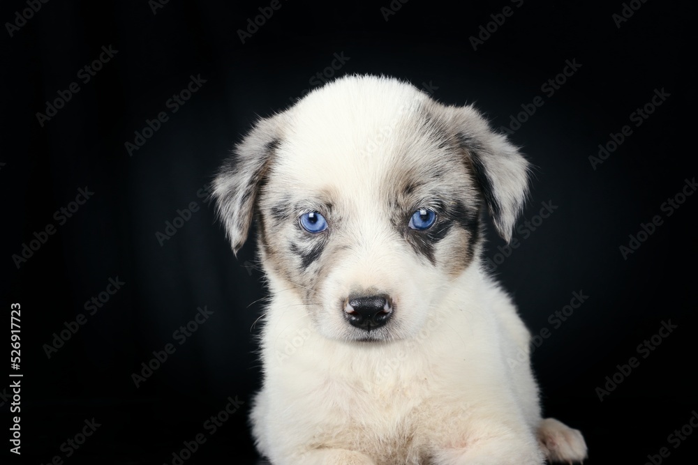 portrait of puppy with blue eyes isolated on black background portrait of puppy with blue eyes isolated on black background