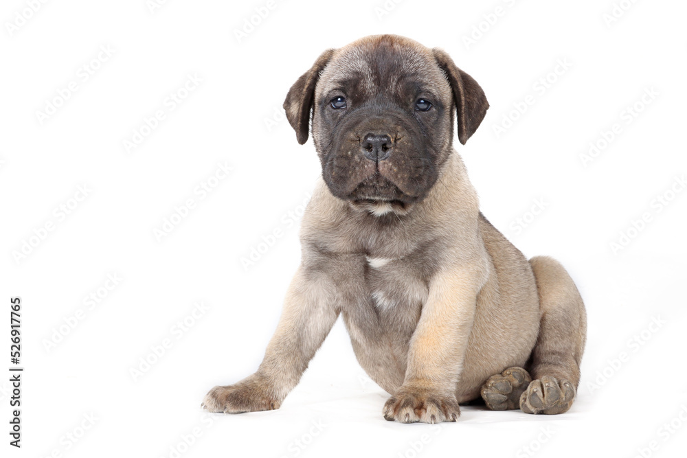 sitting puppy bullmastiff isolated on studio sitting puppy bullmastiff isolated on studio