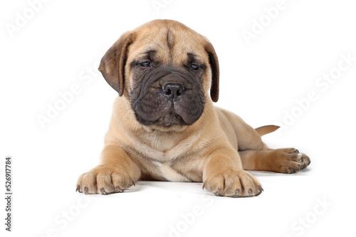 bullmastiff puppy lying isolated on a background in studio  © eds30129
