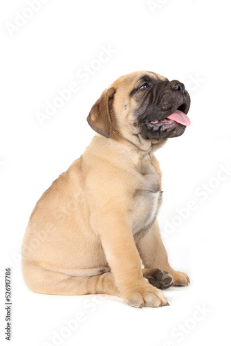 sitting puppy bullmastiff isolated on studio