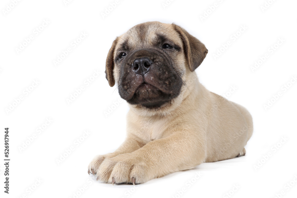 bullmastiff puppy lying isolated on a background in studio 