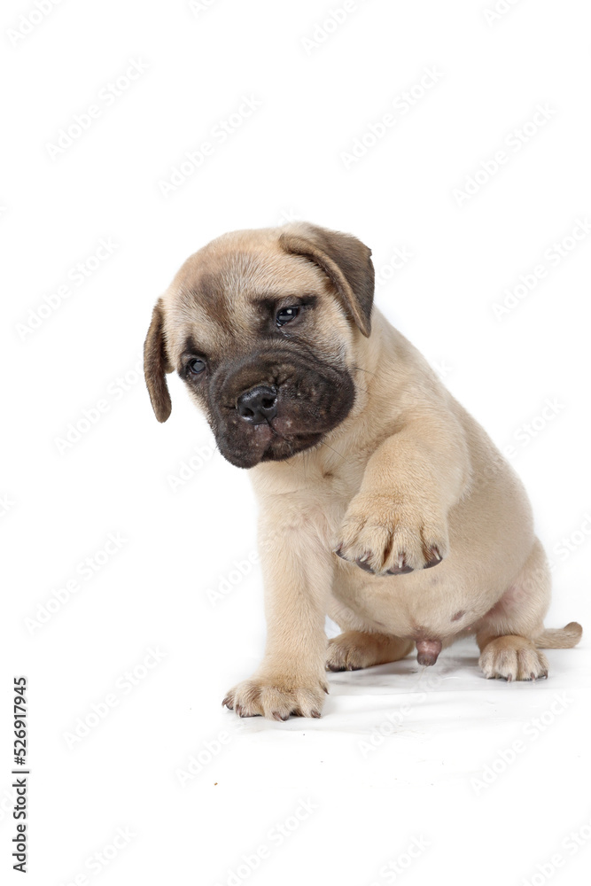 puppy that gives the paw isolated on white background 
