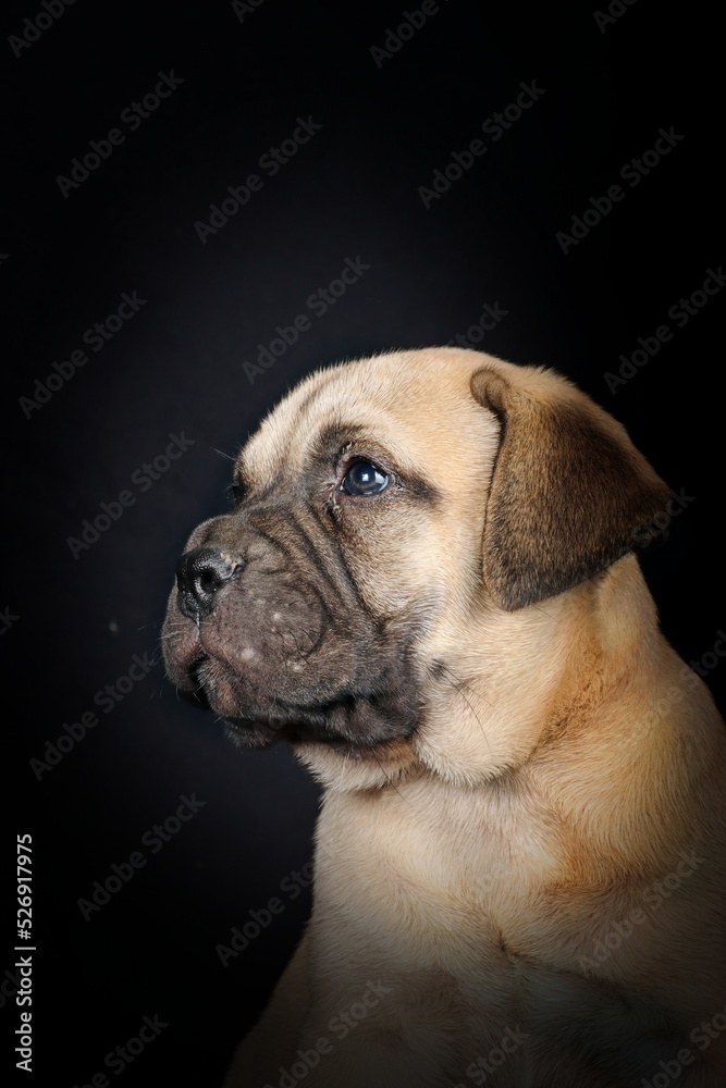 portrait of a bullmastiff puppy in studio portrait of a bullmastiff puppy in studio
