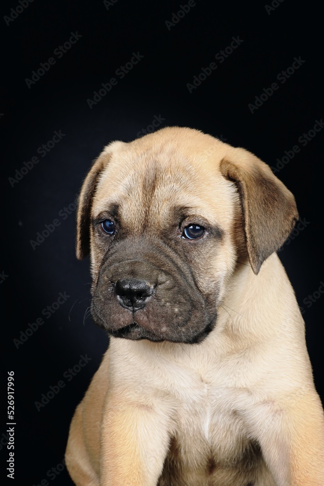 portrait of a bullmastiff puppy in studio 