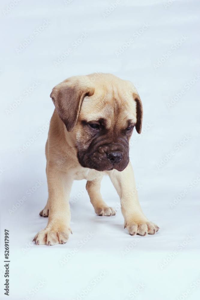 Fototapeta premium standing bullmastiff isolated on studio