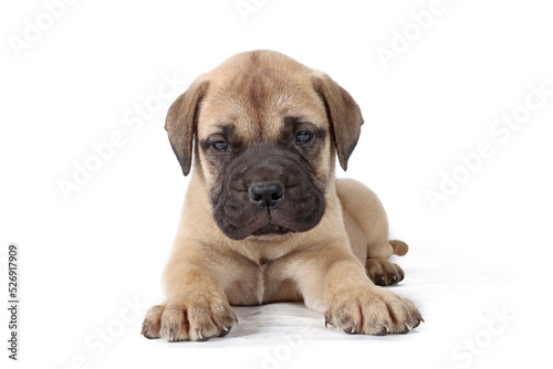 bullmastiff puppy lying isolated on a background in studio 