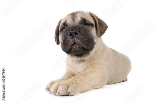 bullmastiff puppy lying isolated on a background in studio 