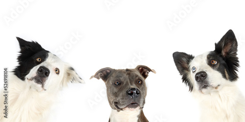 group of head dog looking down isolated on white 