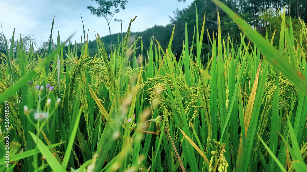 Fototapeta premium green rice on blue sky background