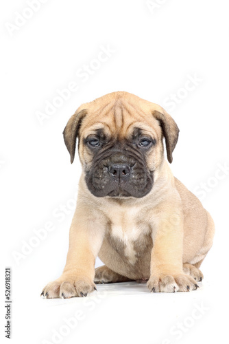 sitting puppy bullmastiff isolated on studio