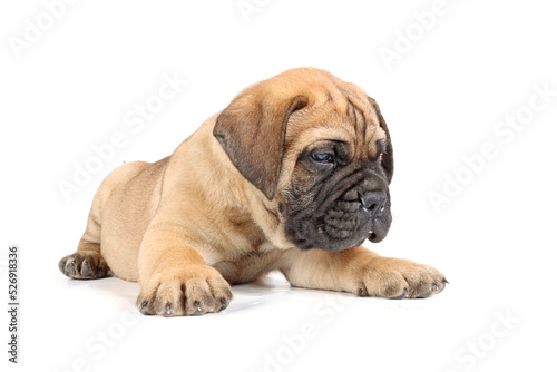 bullmastiff puppy lying isolated on a background in studio  © eds30129