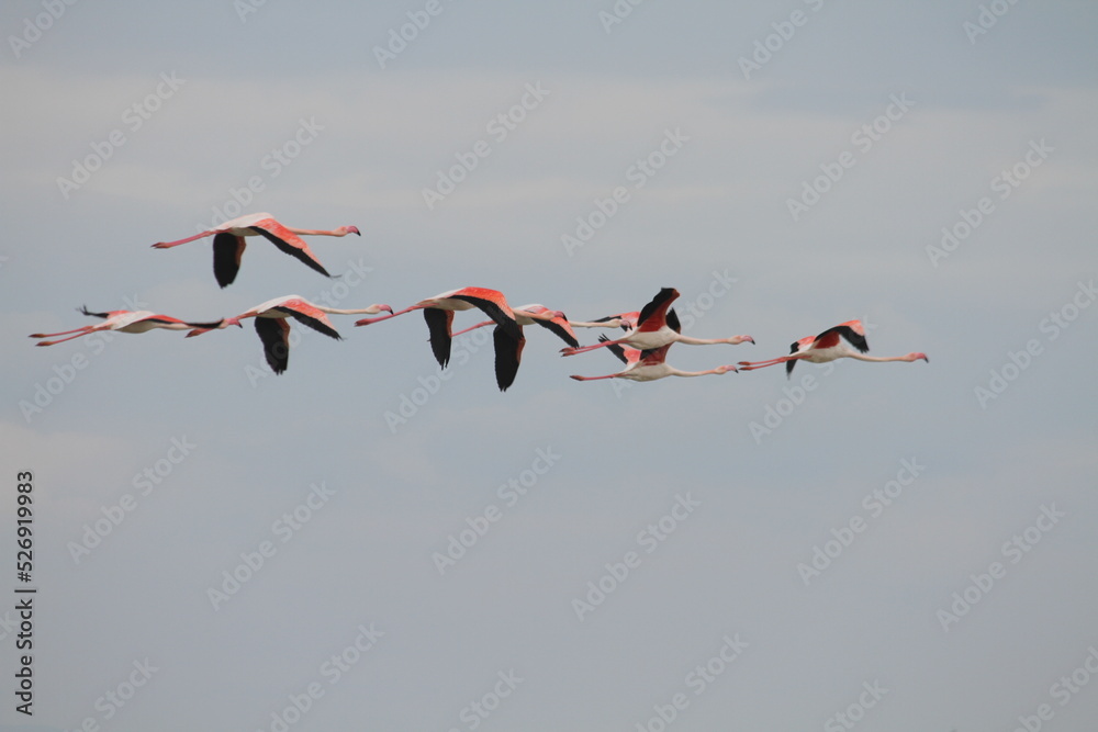 Fototapeta premium flamingos in flight