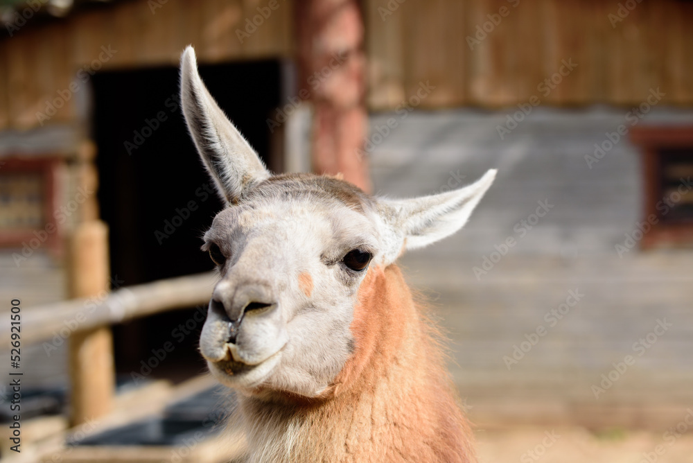 Obraz premium brown llama in nature park on sunny day