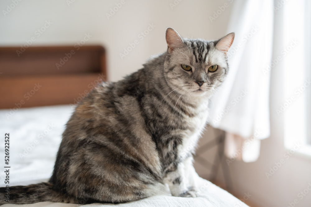 猫 猫