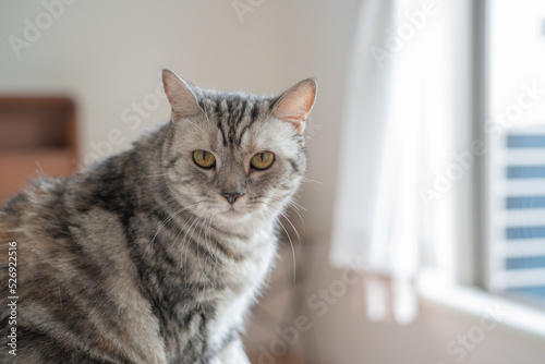 Wallpaper Mural 猫 Torontodigital.ca