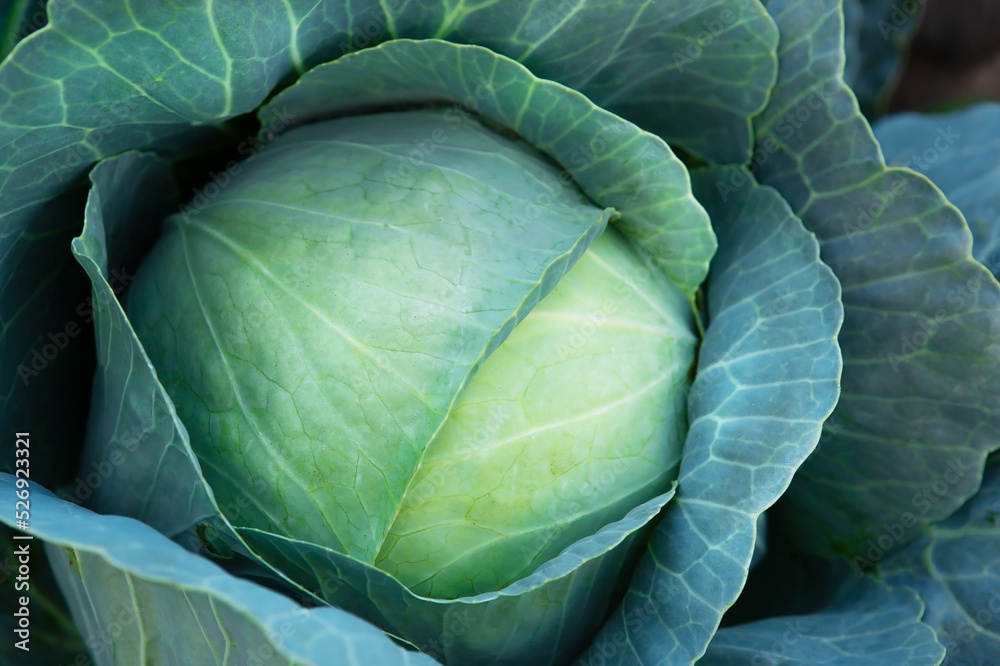 Obraz premium Fresh, white cabbage growing in a vegetable garden on a farm.