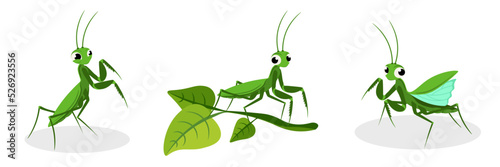 Vector illustration of cute and beautiful mantis on white background. Charming characters in different poses, sit on branch, wants to take off in cartoon style.