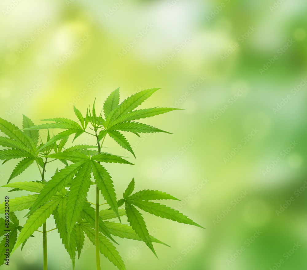 cannabis plant isolated on blurred green background