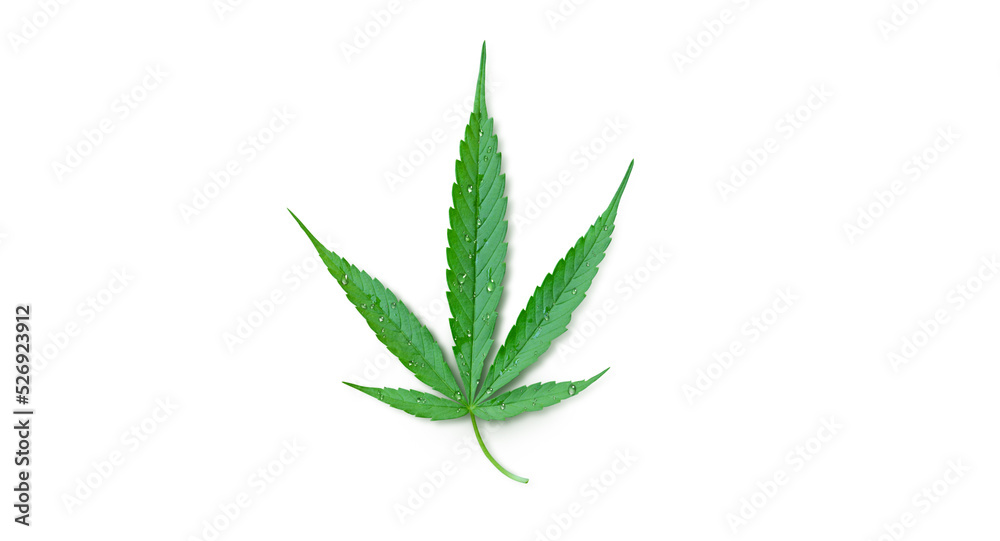 cannabis leaf with water droplets isolated on white background cannabis leaf with water droplets isolated on white background