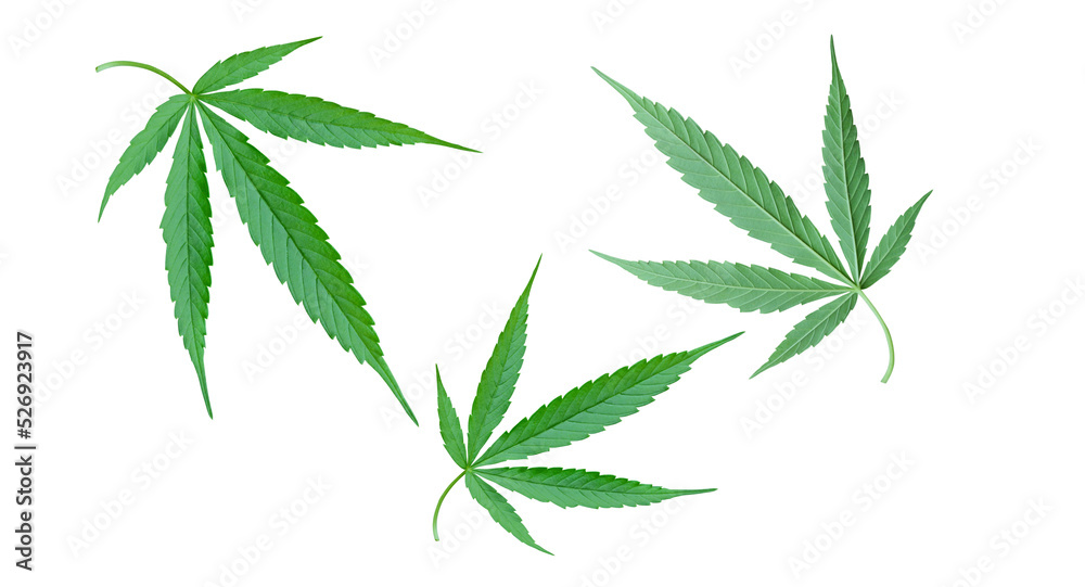 cannabis leaf isolated on a white background